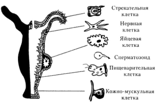 Кракен сайт маркетплейс ссылка